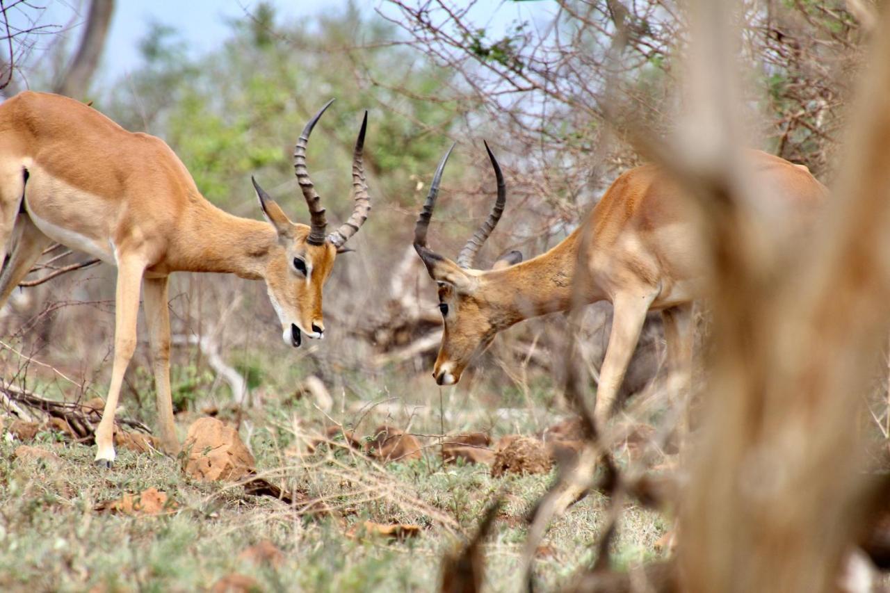 Jackals Dream - Self Catering Villa Bordering Kruger National Park Marloth Park Ngoại thất bức ảnh