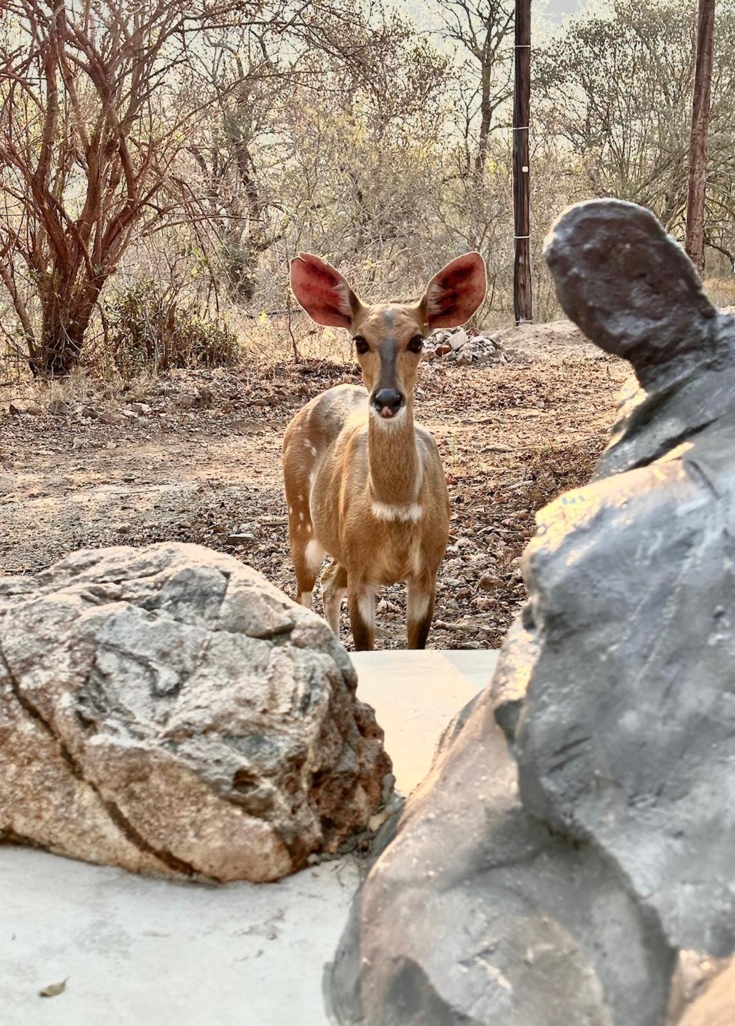 Jackals Dream - Self Catering Villa Bordering Kruger National Park Marloth Park Ngoại thất bức ảnh