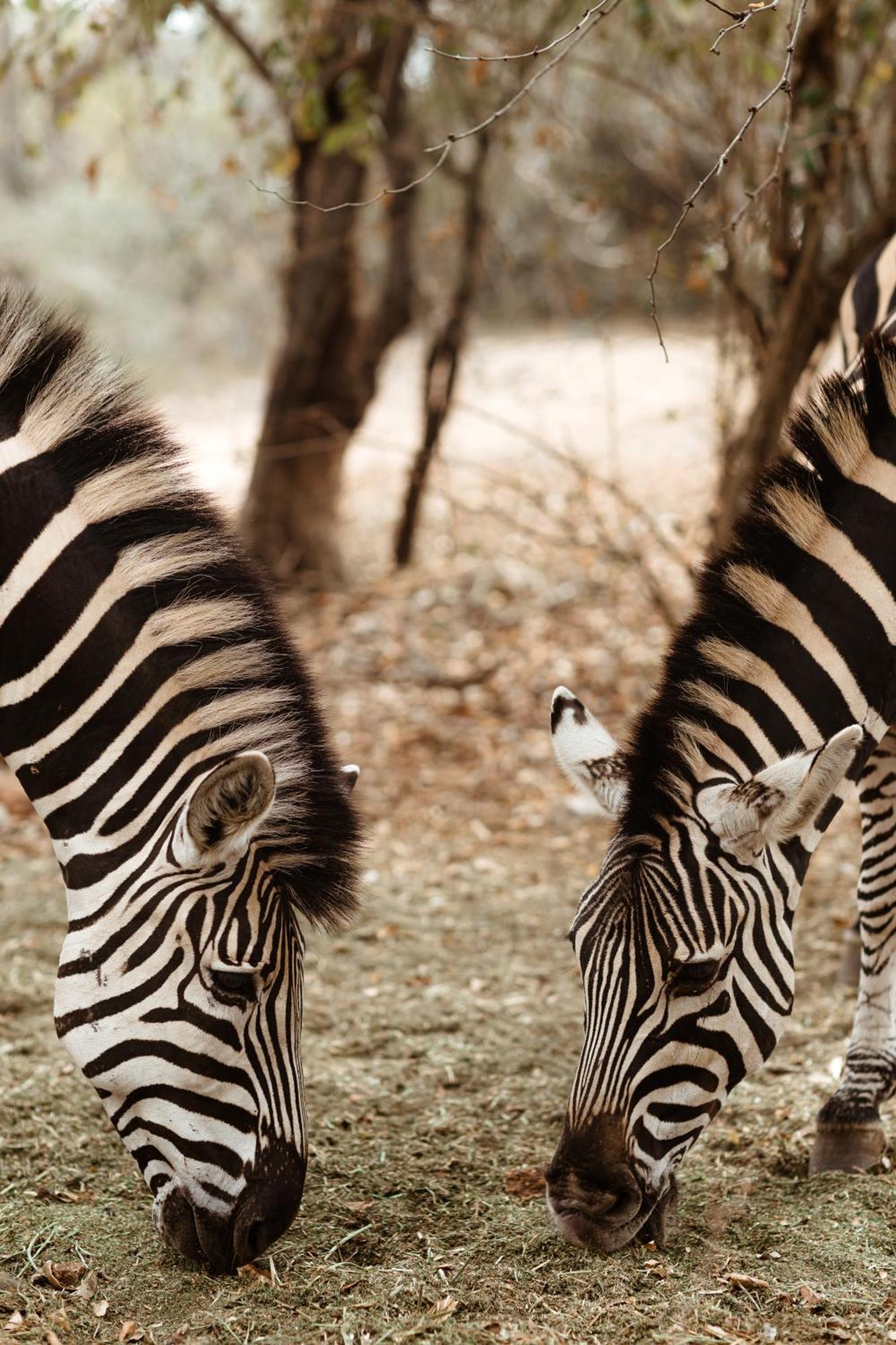 Jackals Dream - Self Catering Villa Bordering Kruger National Park Marloth Park Ngoại thất bức ảnh